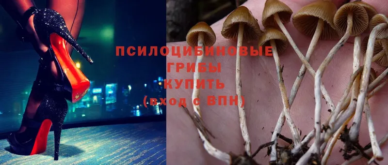 закладки  Димитровград  hydra ТОР  Псилоцибиновые грибы Cubensis 